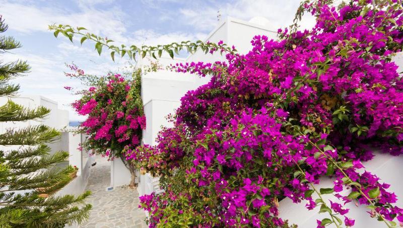Unique Galini Oia - Adults Only Aparthotel Eksteriør bilde
